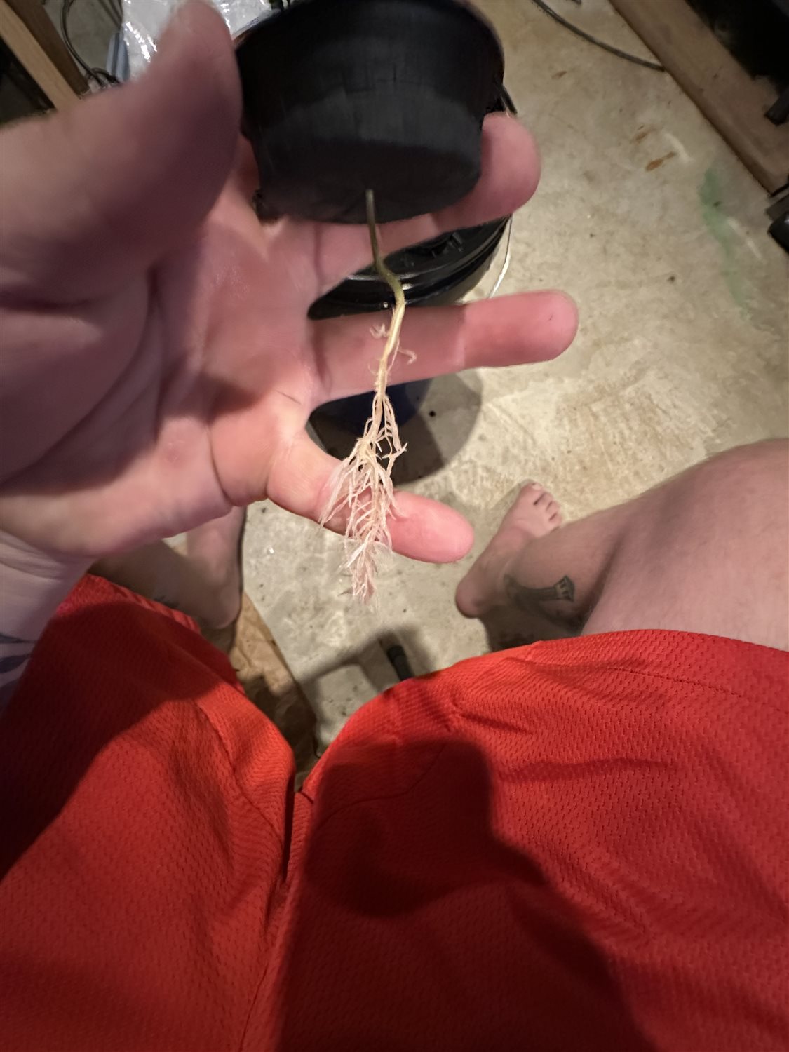 Featured Plant Image