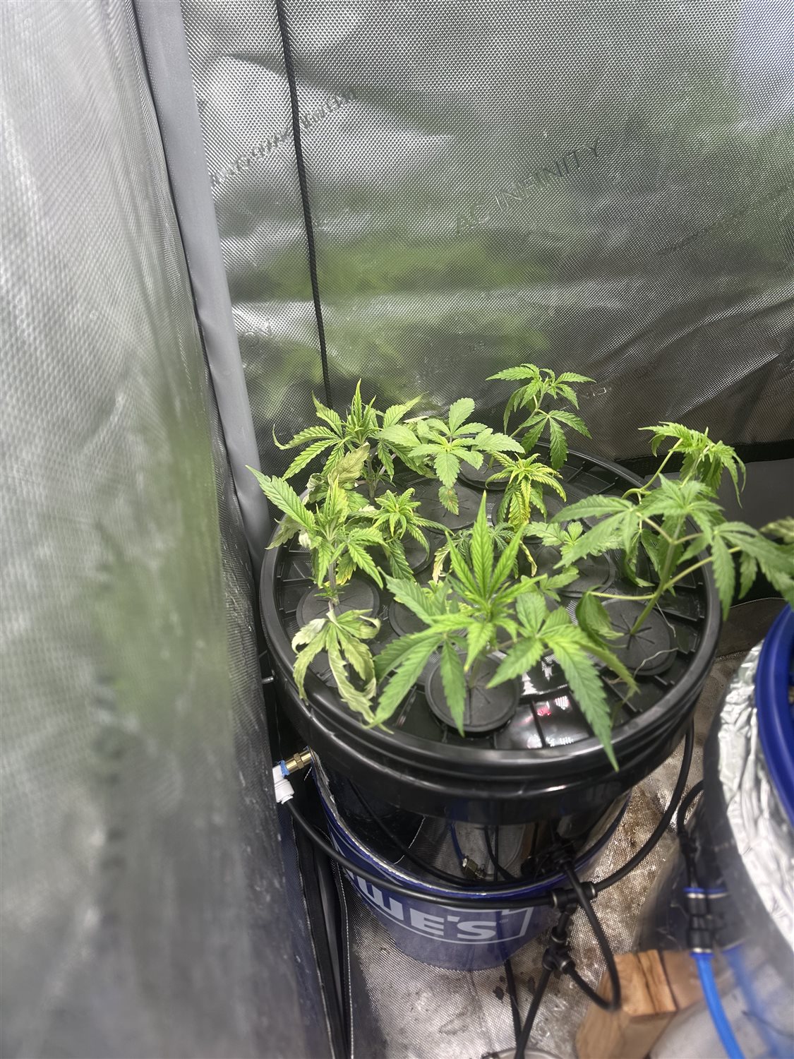 Featured Plant Image