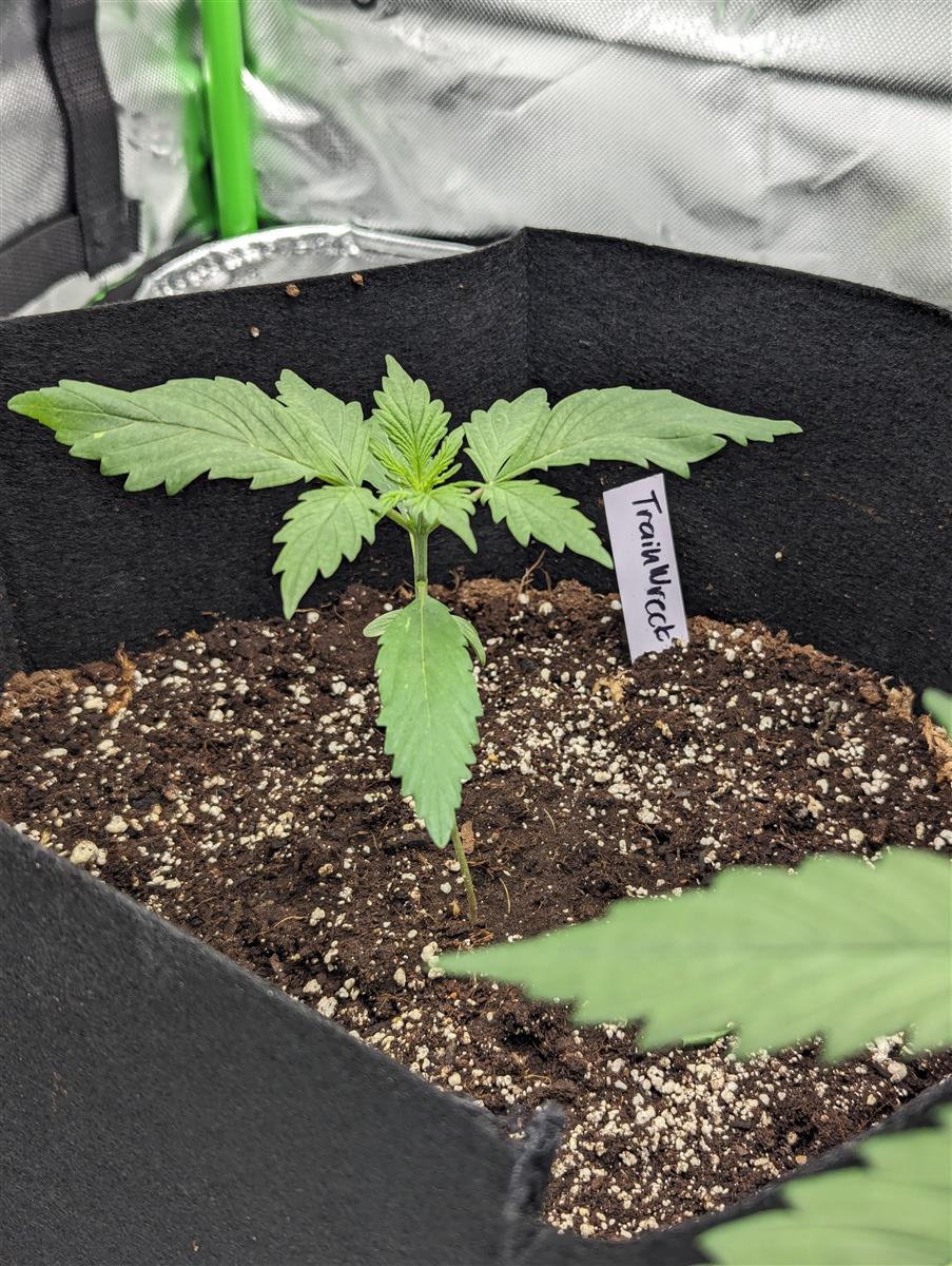 Featured Plant Image