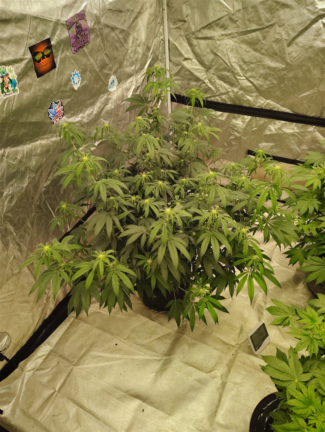 Featured Plant Image