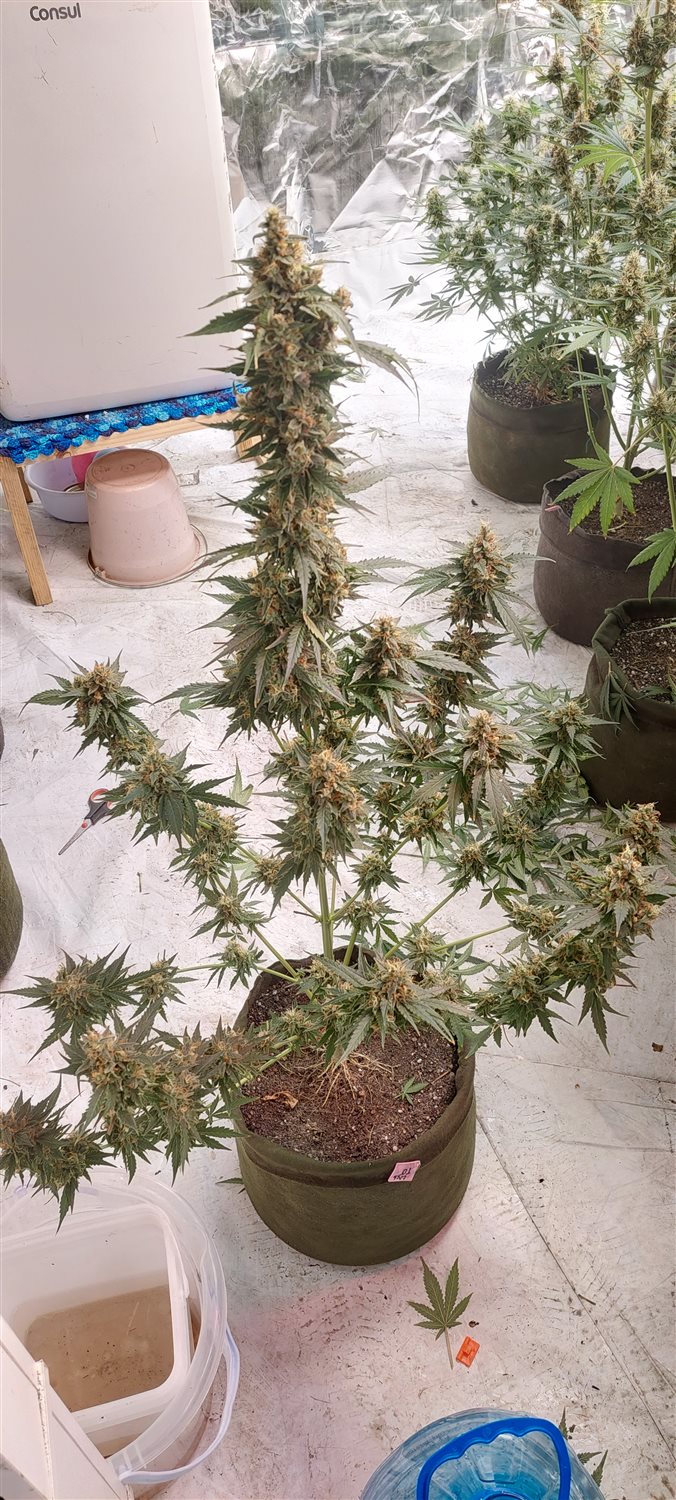 Featured Plant Image