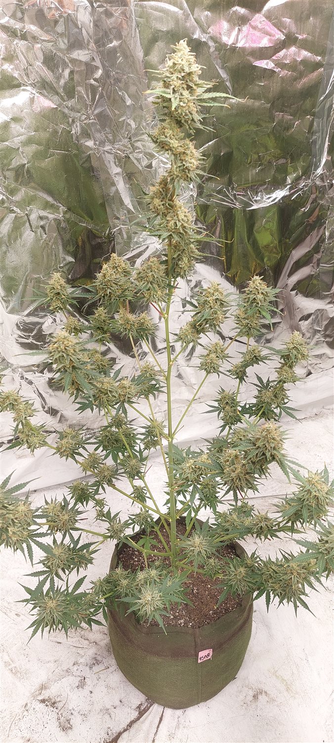 Featured Plant Image