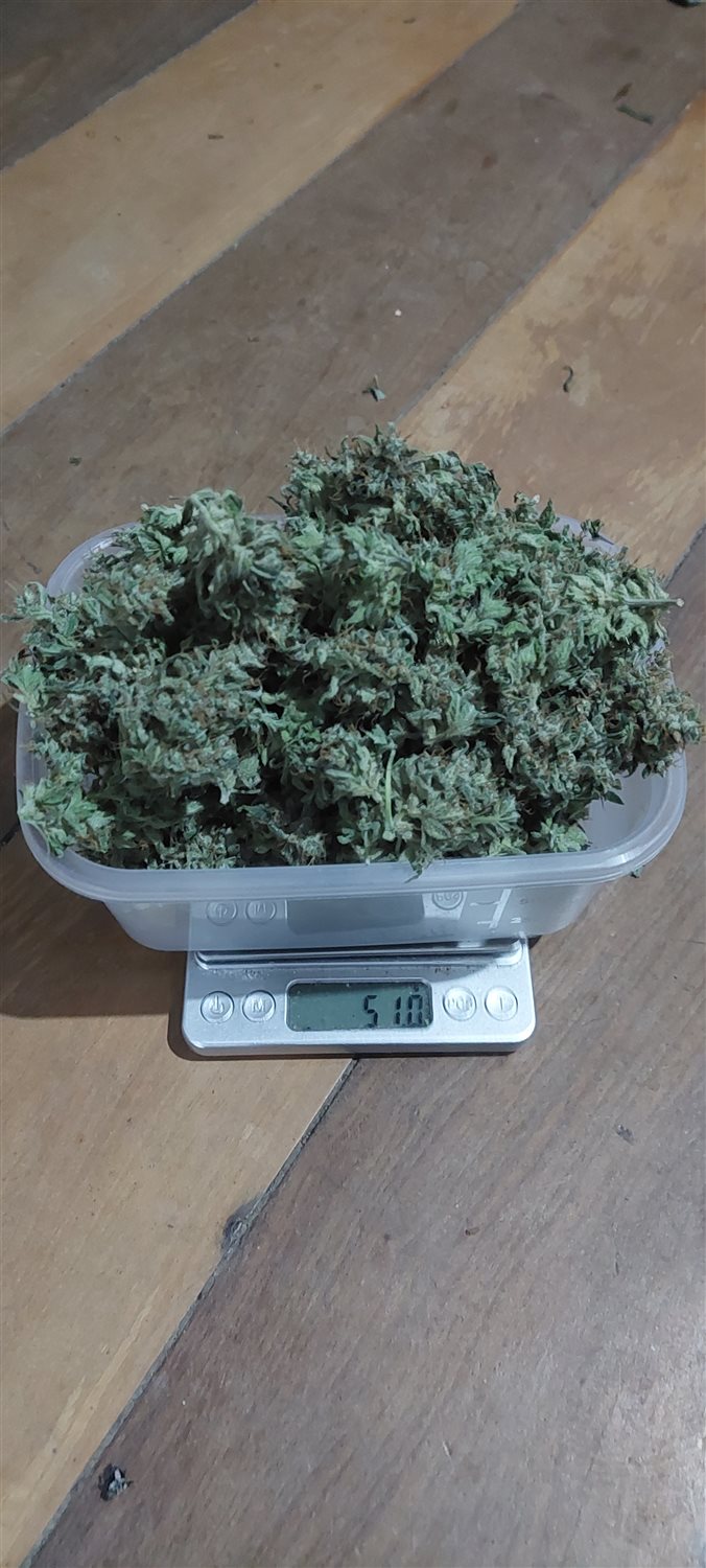 Featured Plant Image