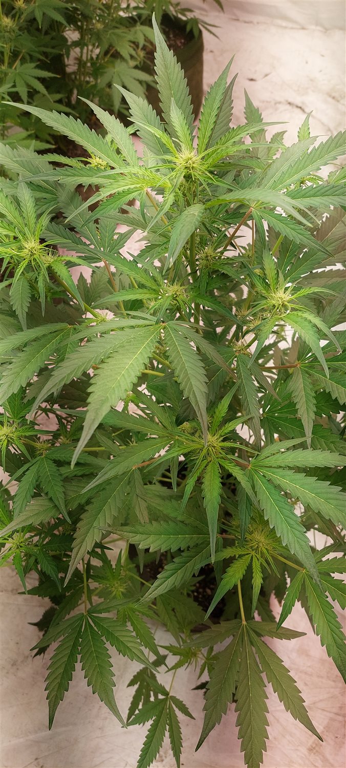 Featured Plant Image