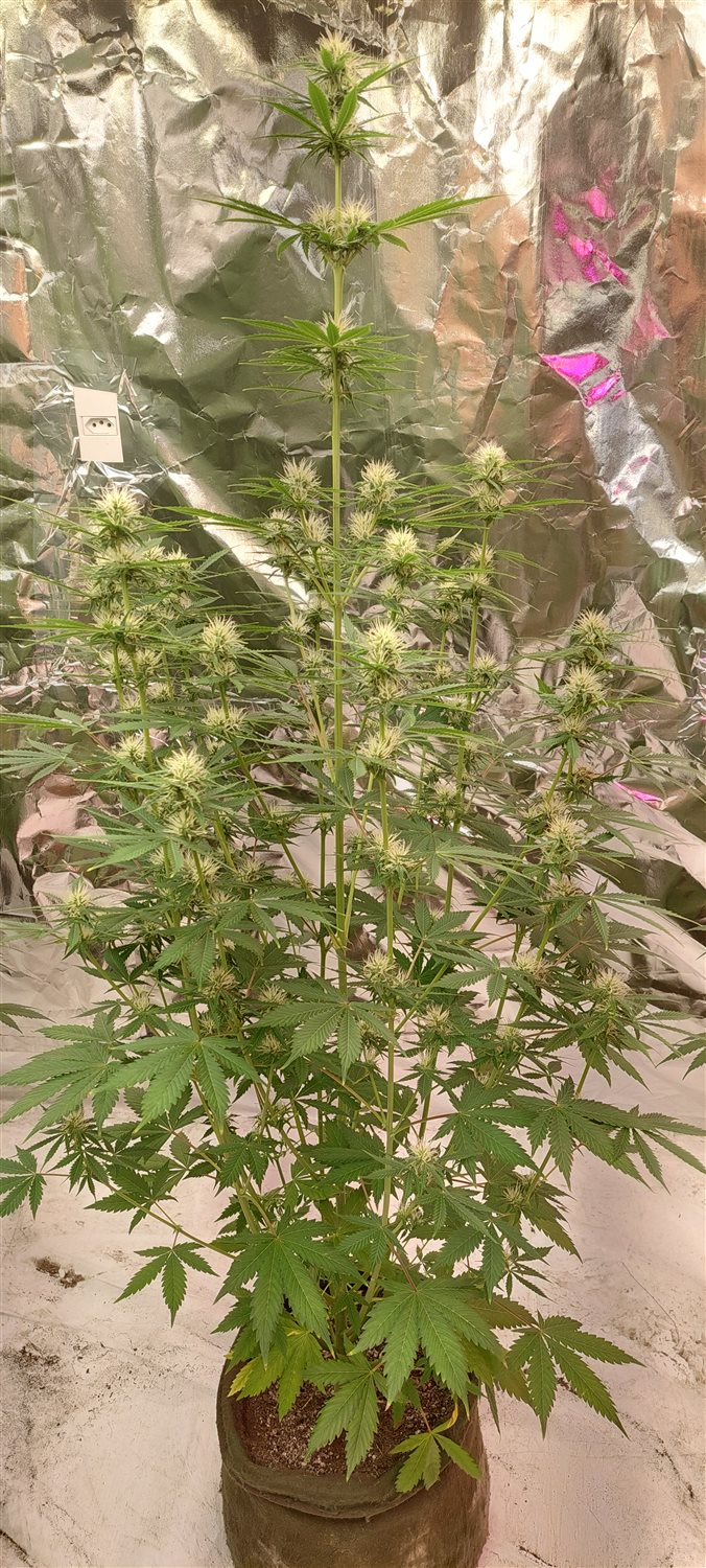 Featured Plant Image