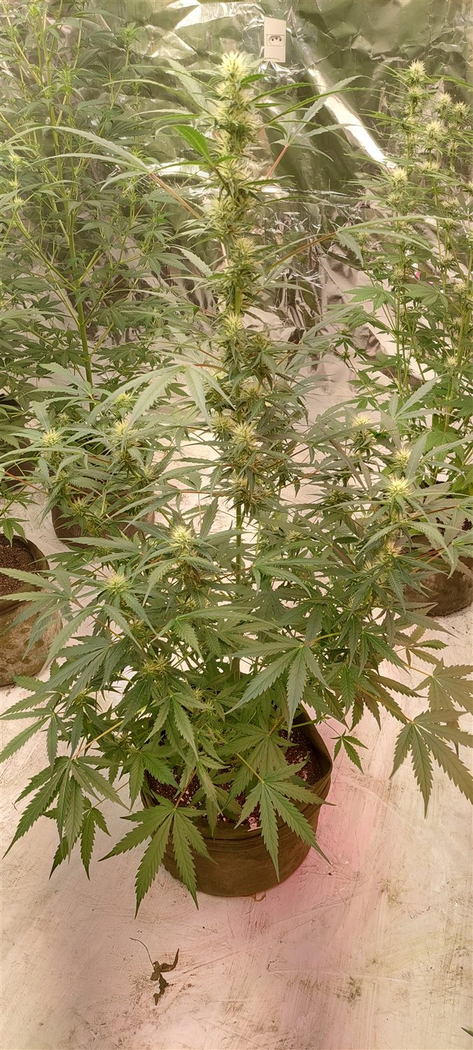 Featured Plant Image