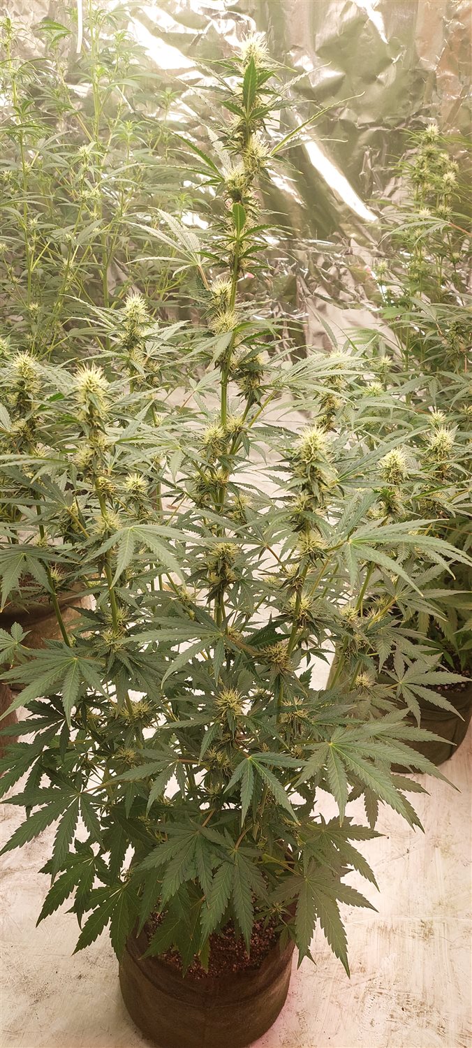 Featured Plant Image