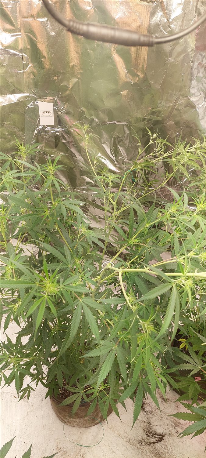 Featured Plant Image