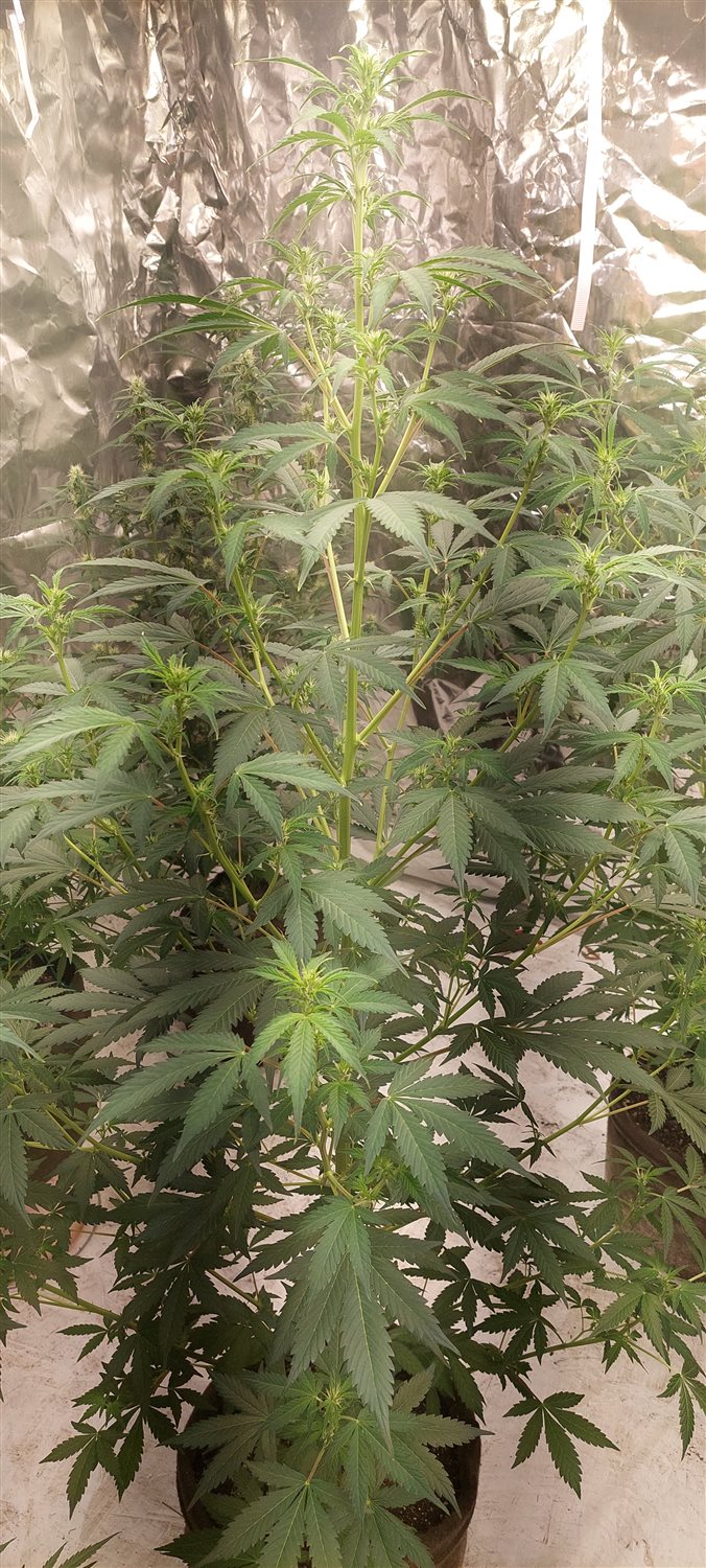 Featured Plant Image