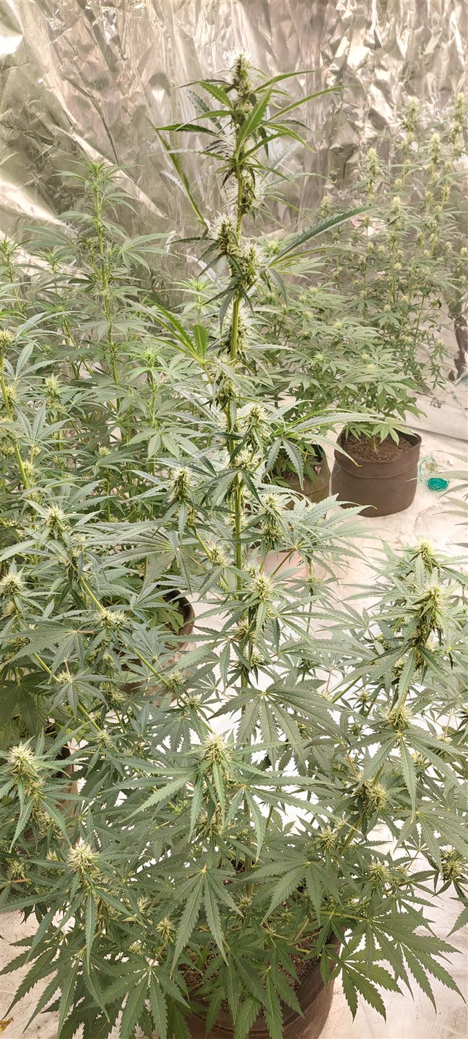 Featured Plant Image