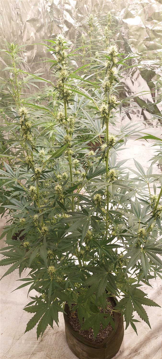 Featured Plant Image