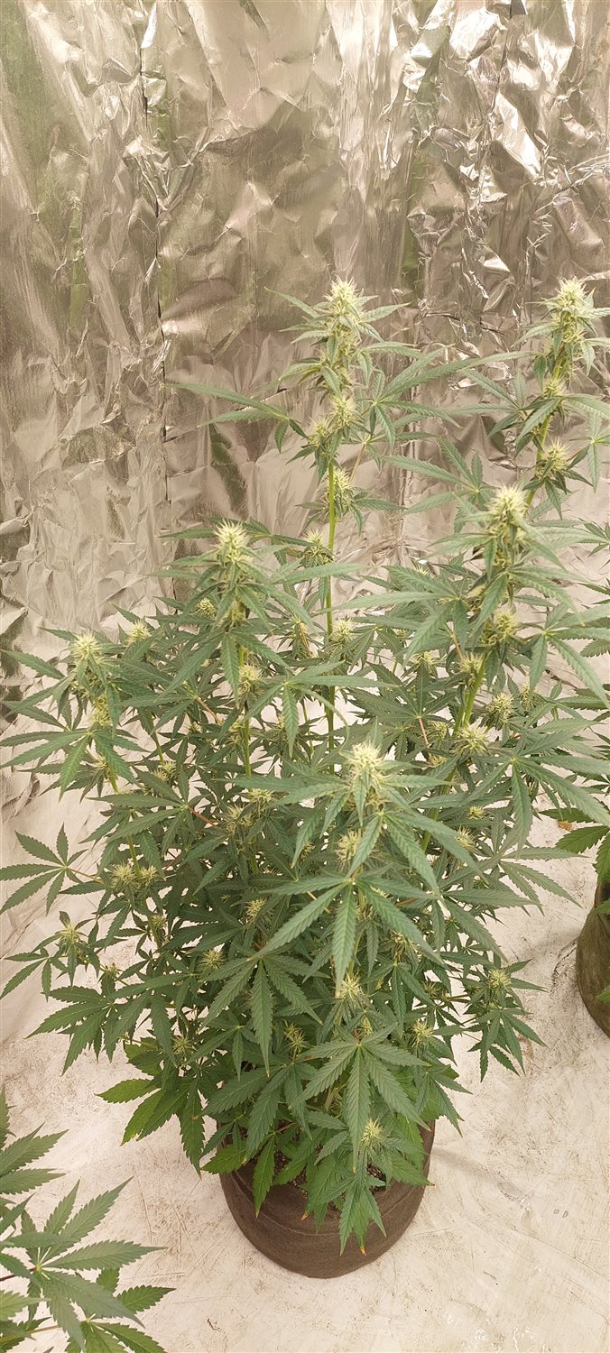 Featured Plant Image