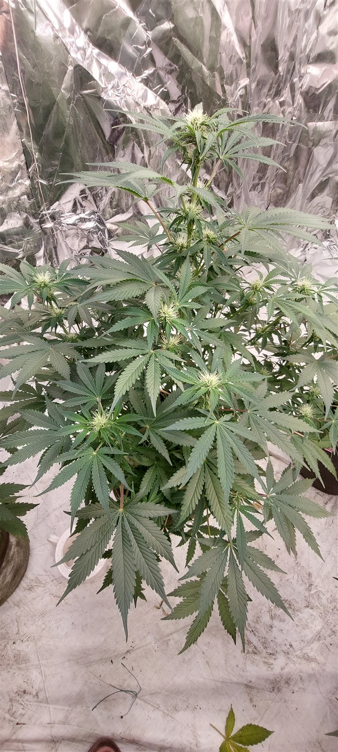 Featured Plant Image