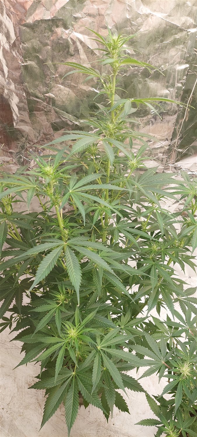 Featured Plant Image