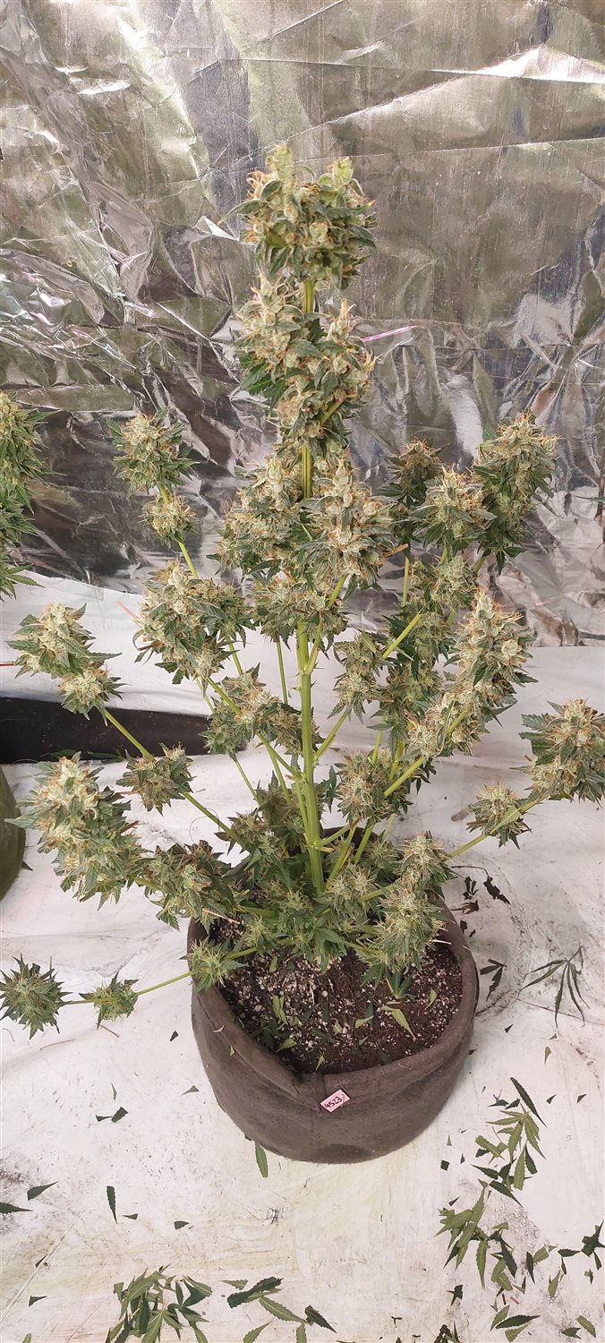 Featured Plant Image