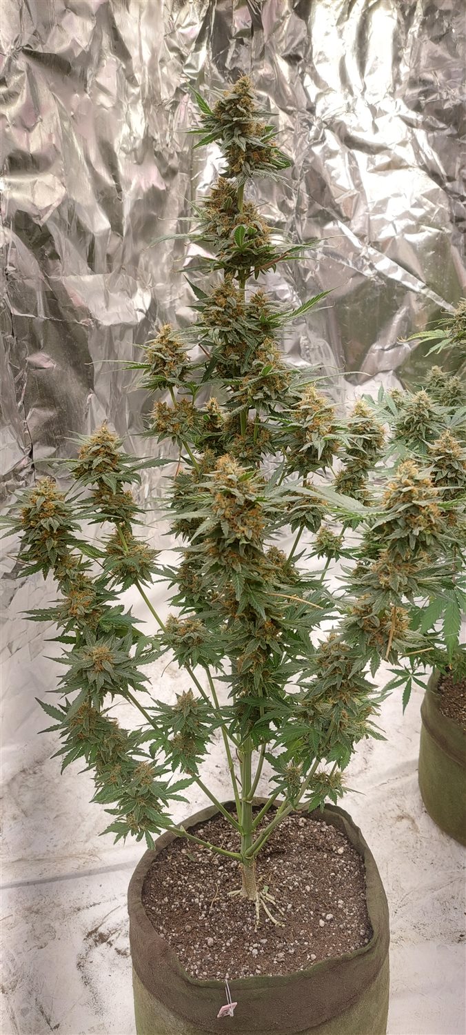 Featured Plant Image