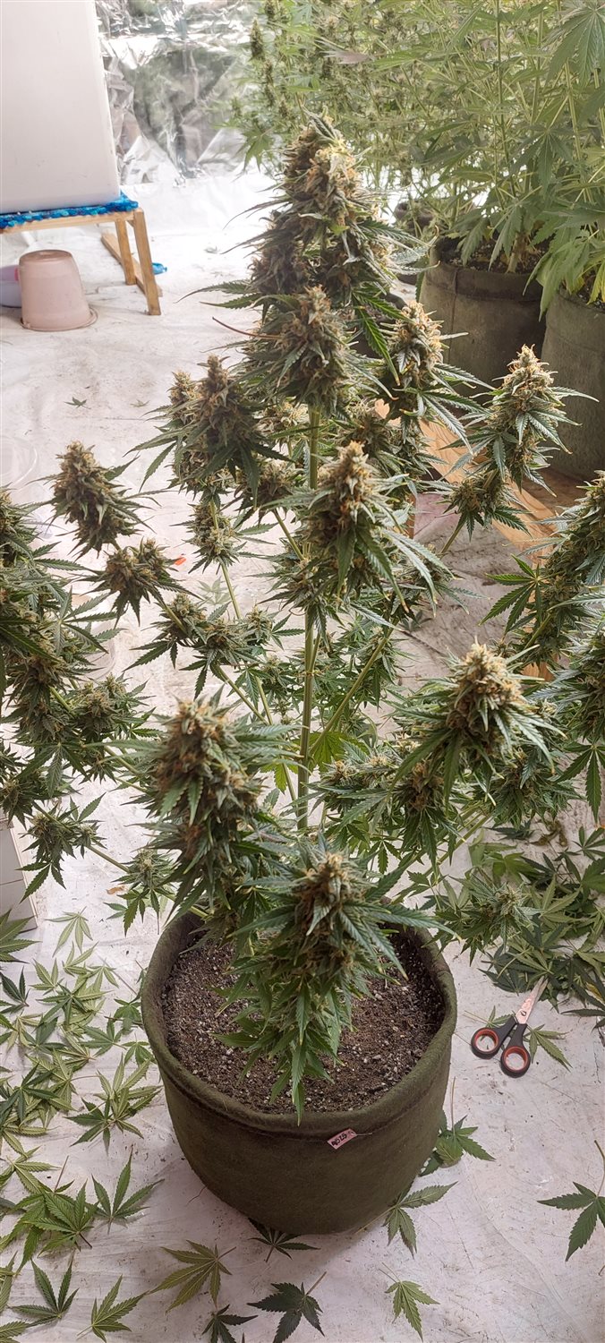 Featured Plant Image