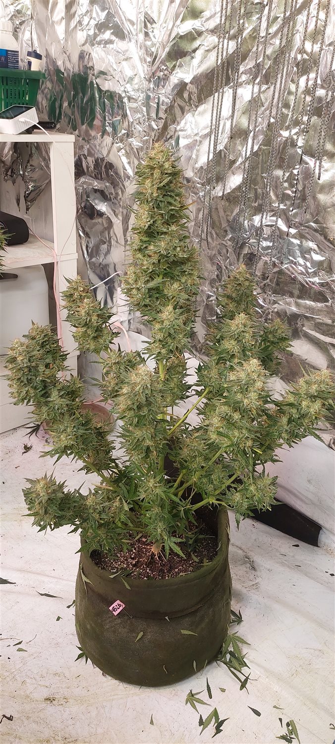 Featured Plant Image