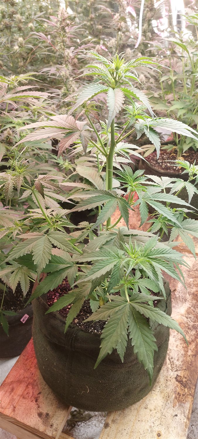 Featured Plant Image