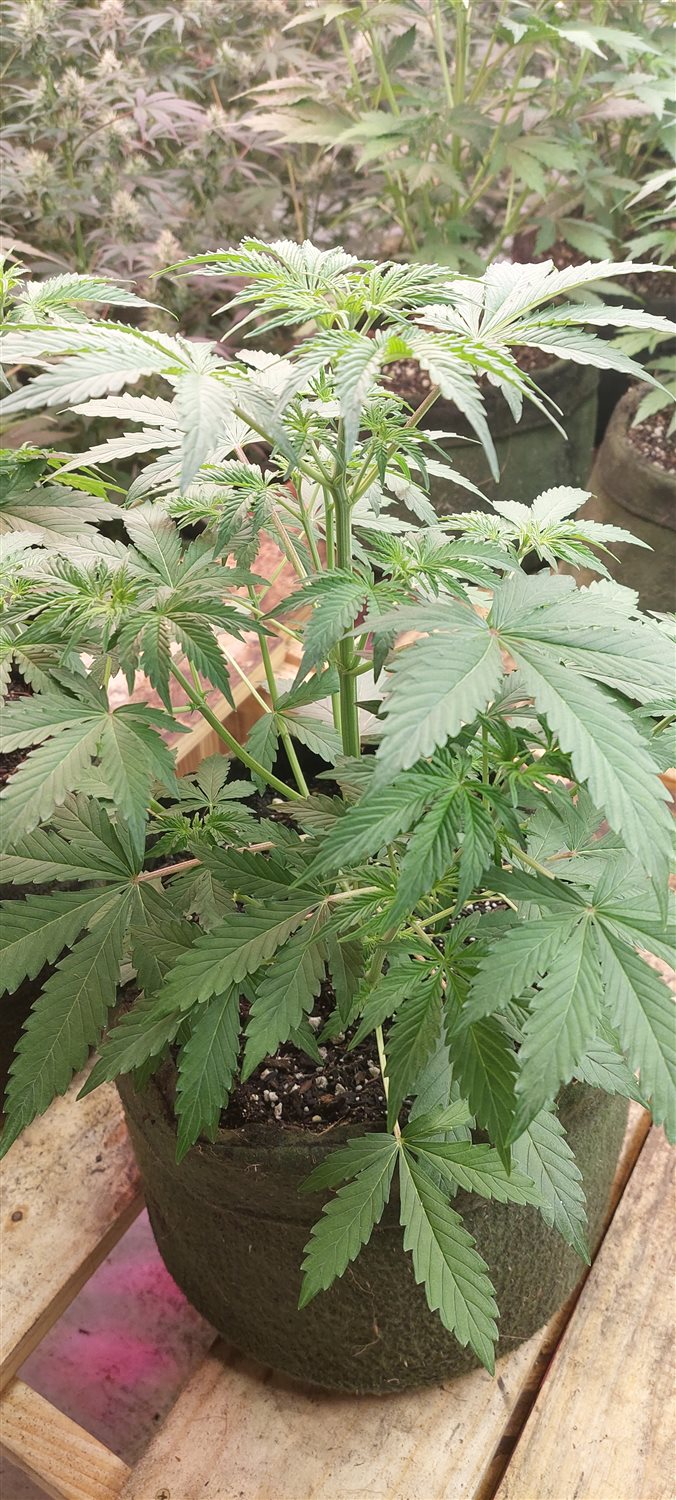 Featured Plant Image