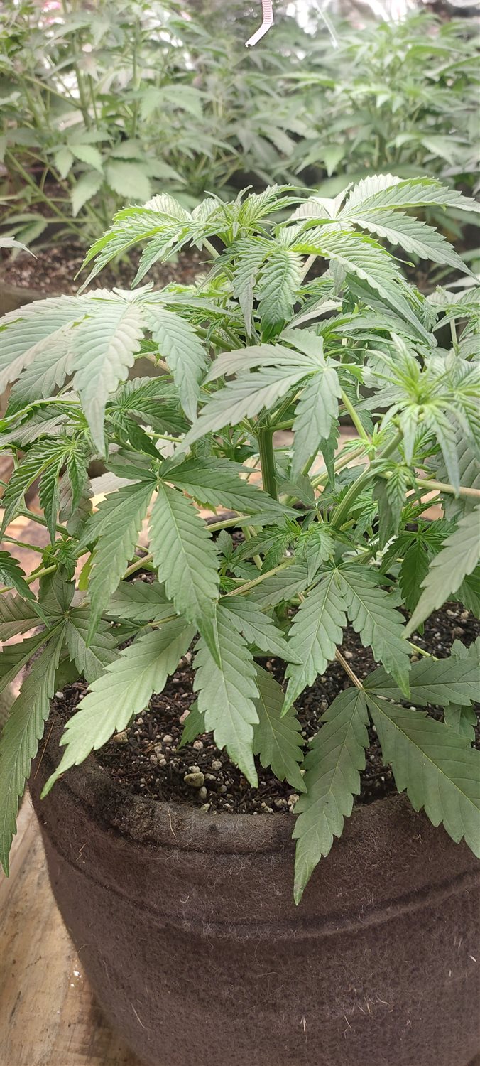 Featured Plant Image