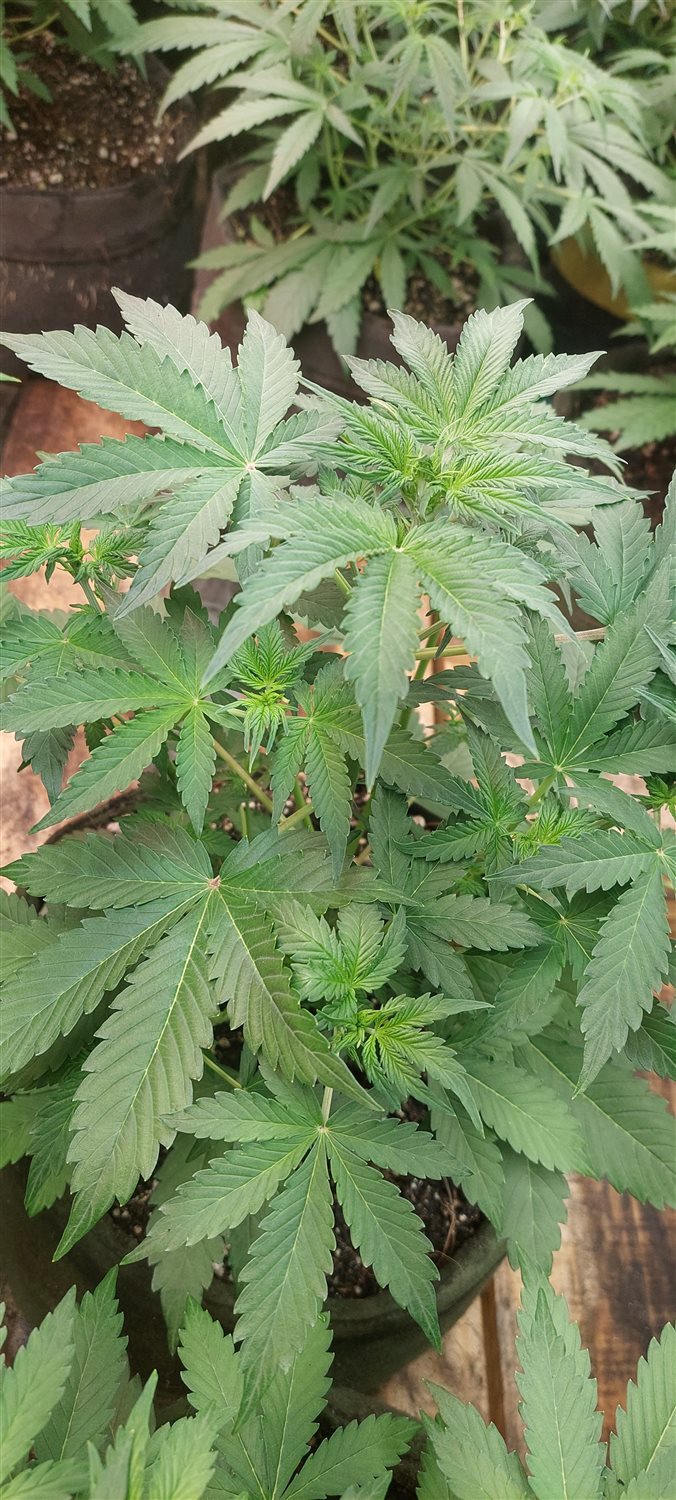 Featured Plant Image