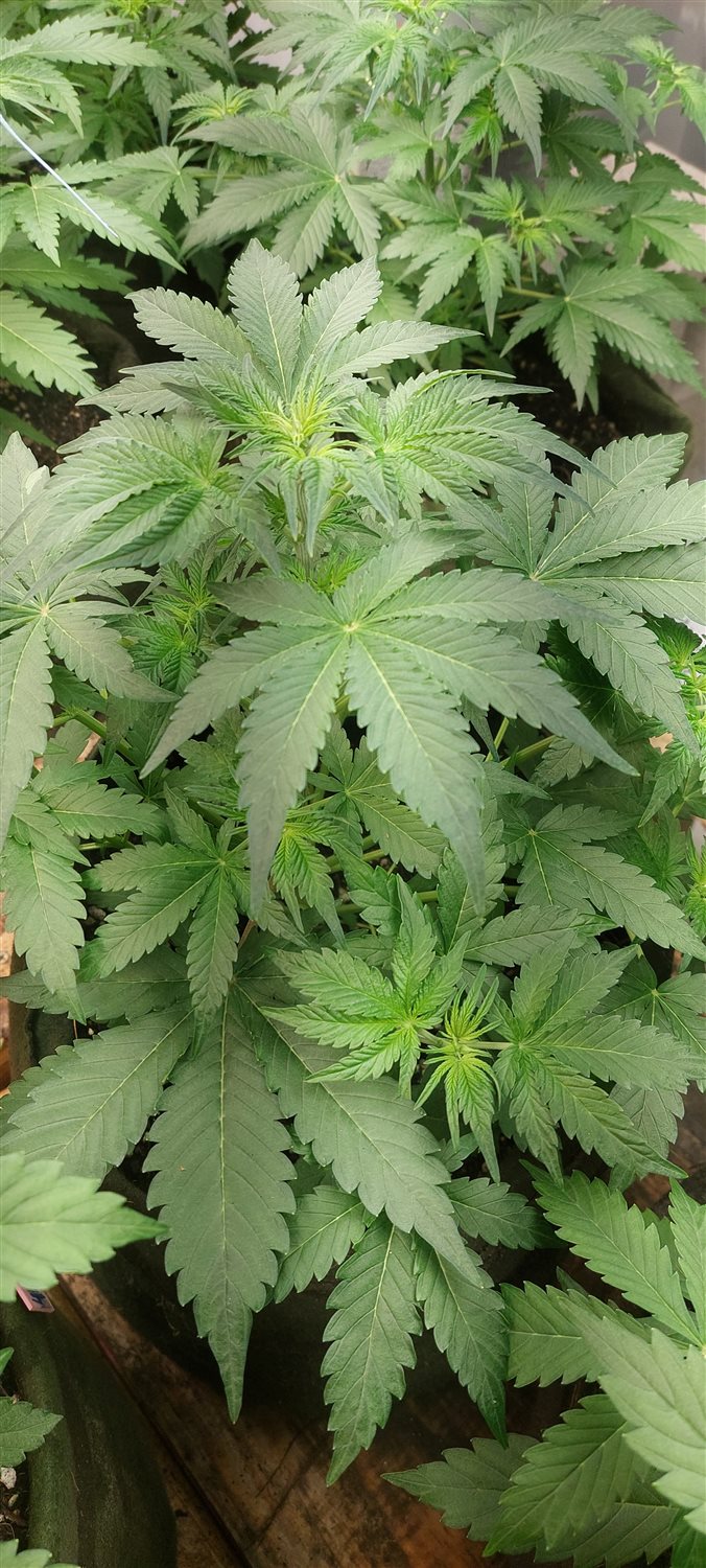 Featured Plant Image