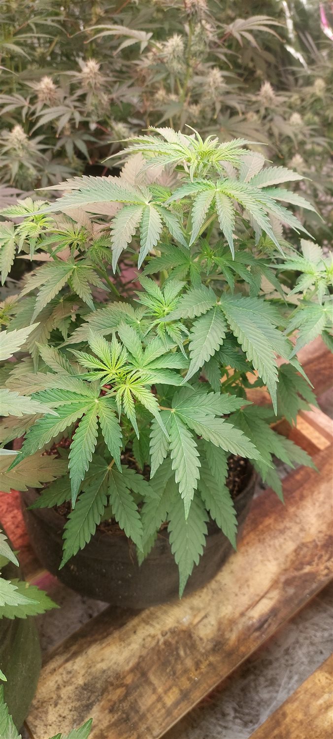 Featured Plant Image