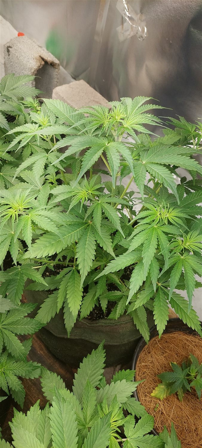 Featured Plant Image