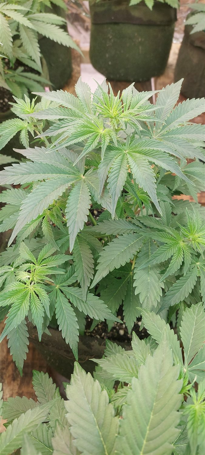 Featured Plant Image