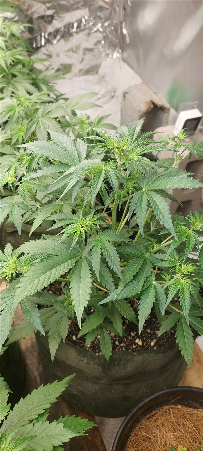 Featured Plant Image