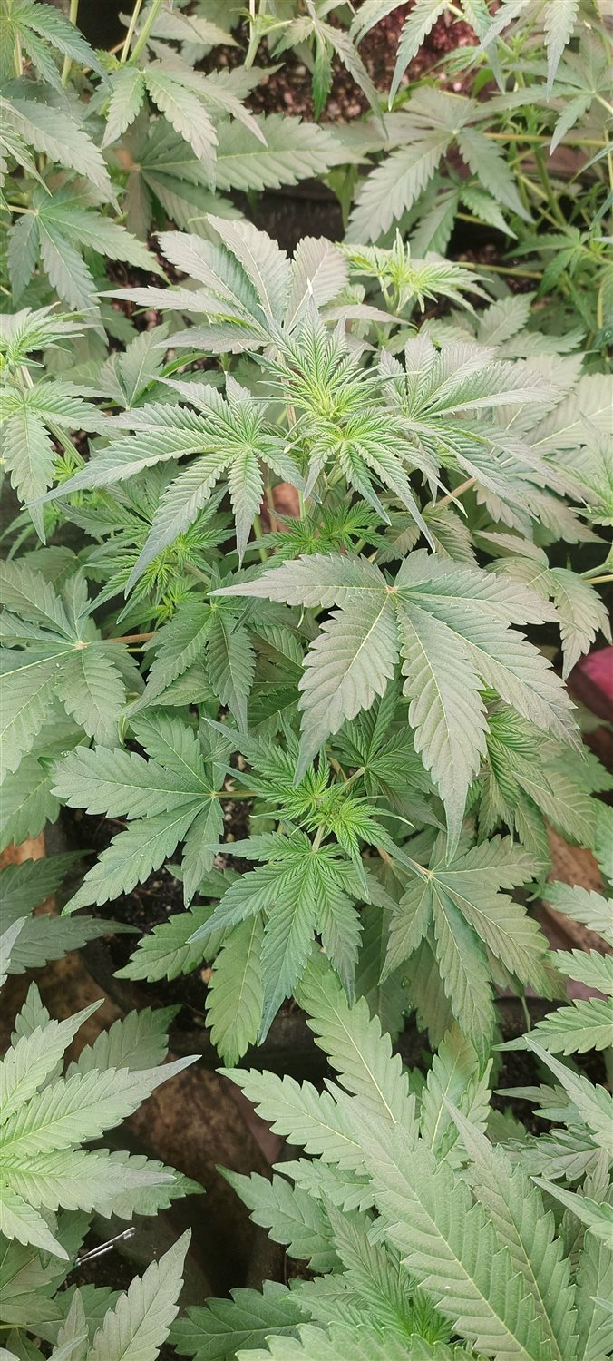 Featured Plant Image