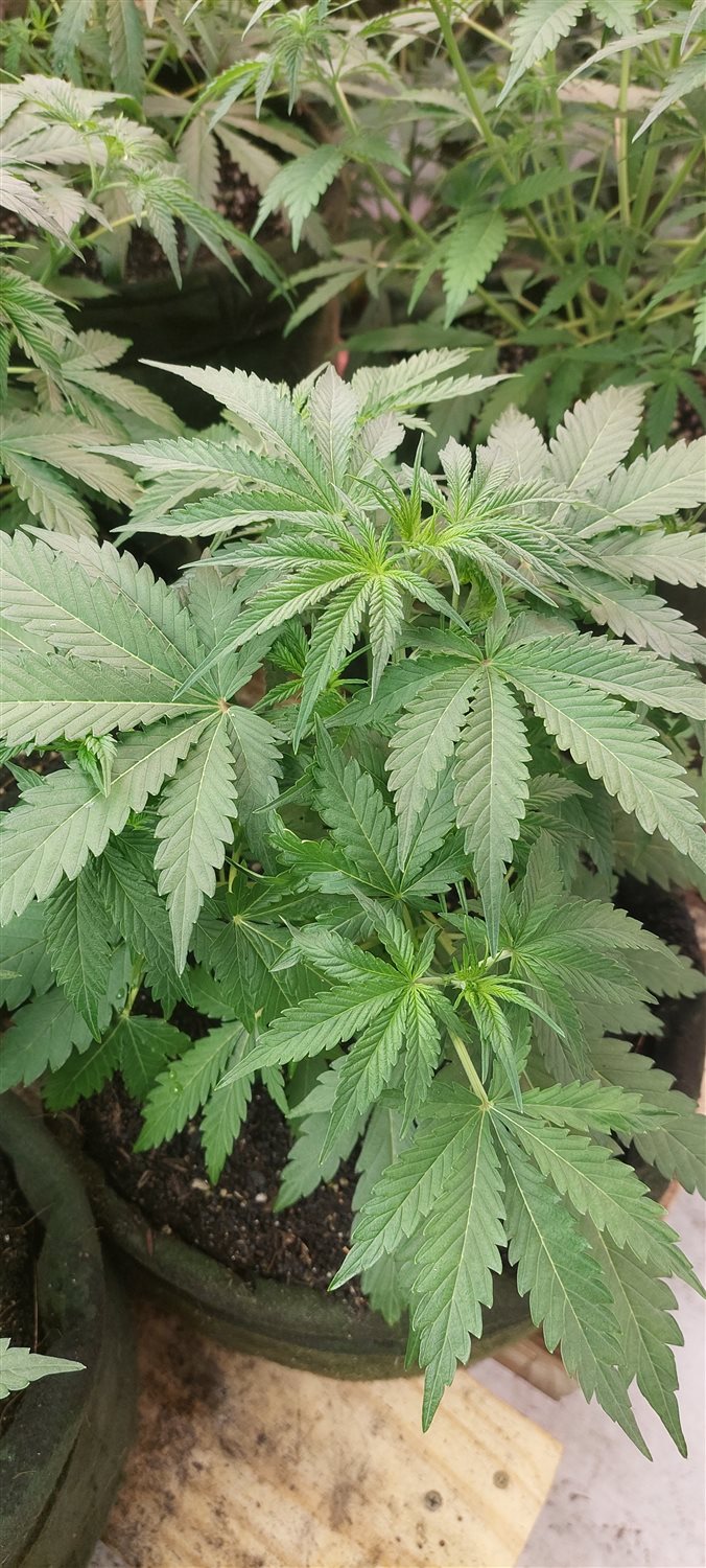 Featured Plant Image