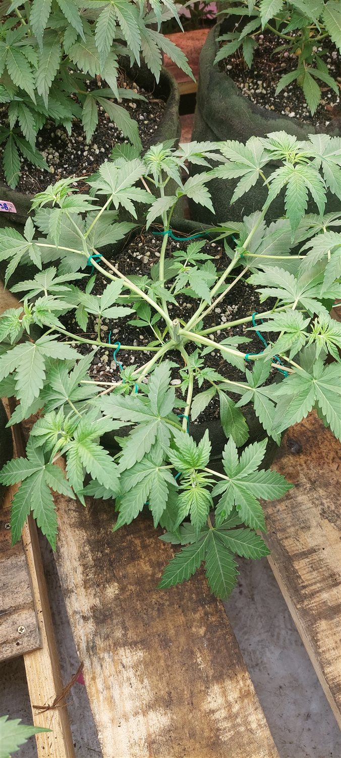 Featured Plant Image