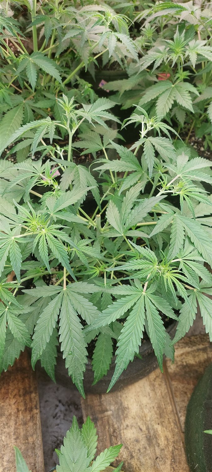 Featured Plant Image