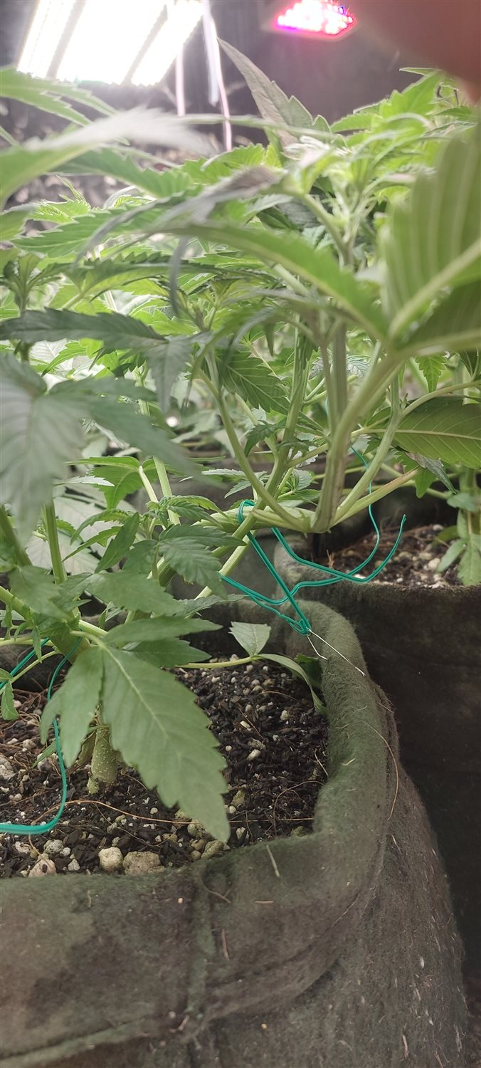 Featured Plant Image