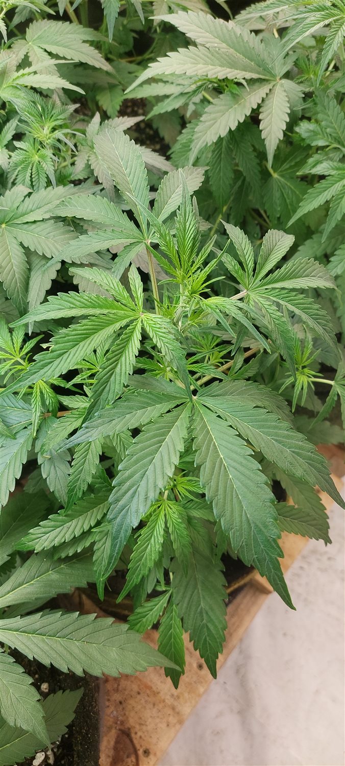 Featured Plant Image