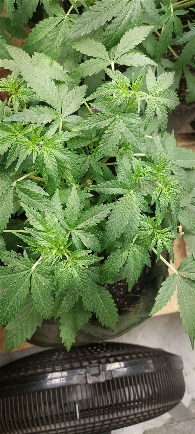 Featured Plant Image