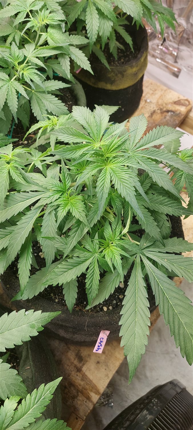 Featured Plant Image