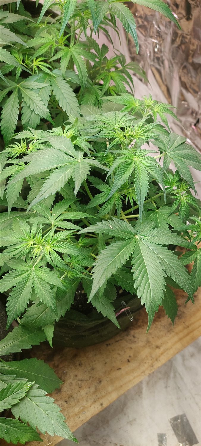 Featured Plant Image