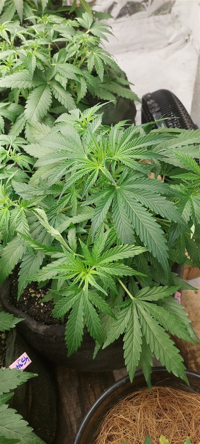 Featured Plant Image