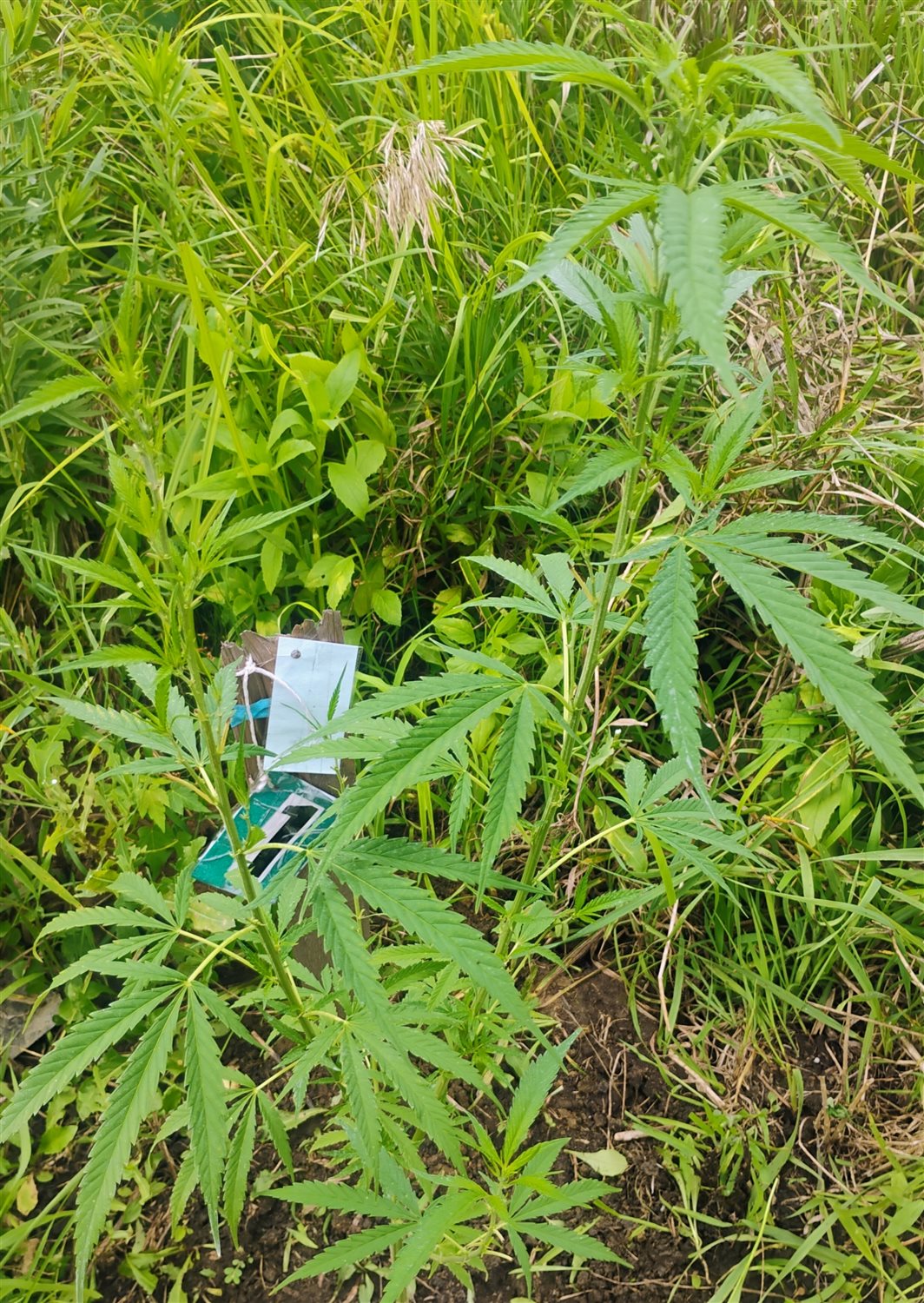 Featured Plant Image