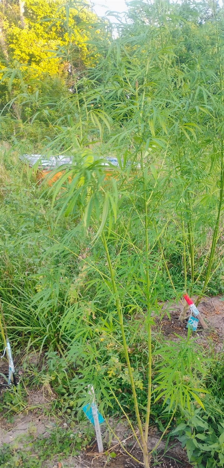 Featured Plant Image