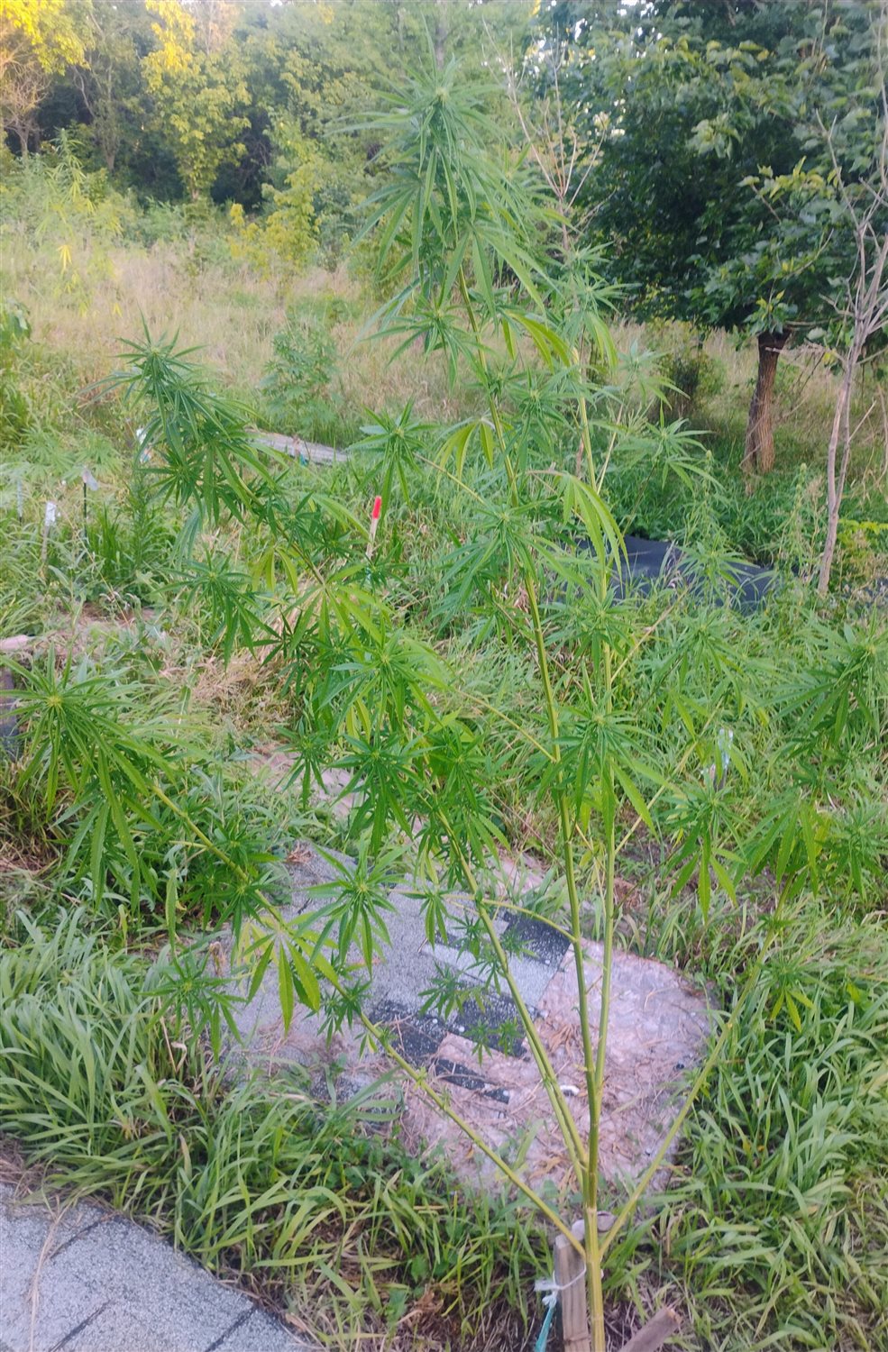 Featured Plant Image