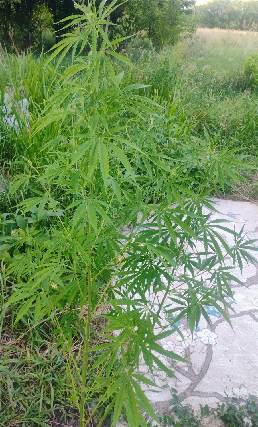 Featured Plant Image