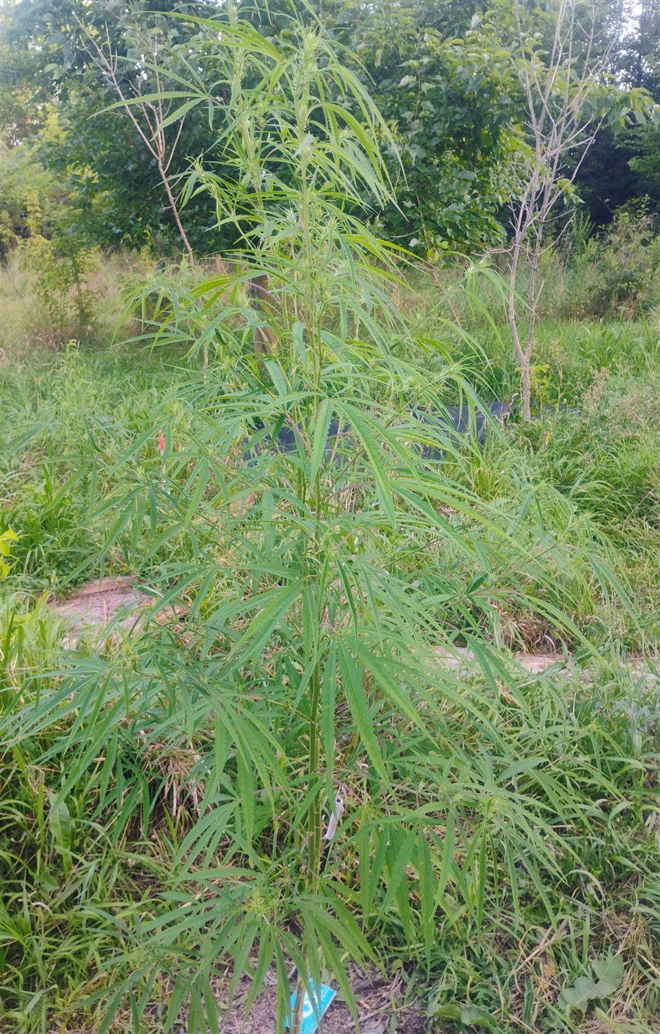 Featured Plant Image