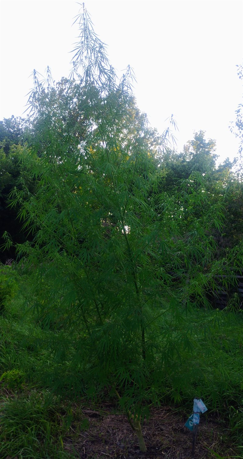 Featured Plant Image