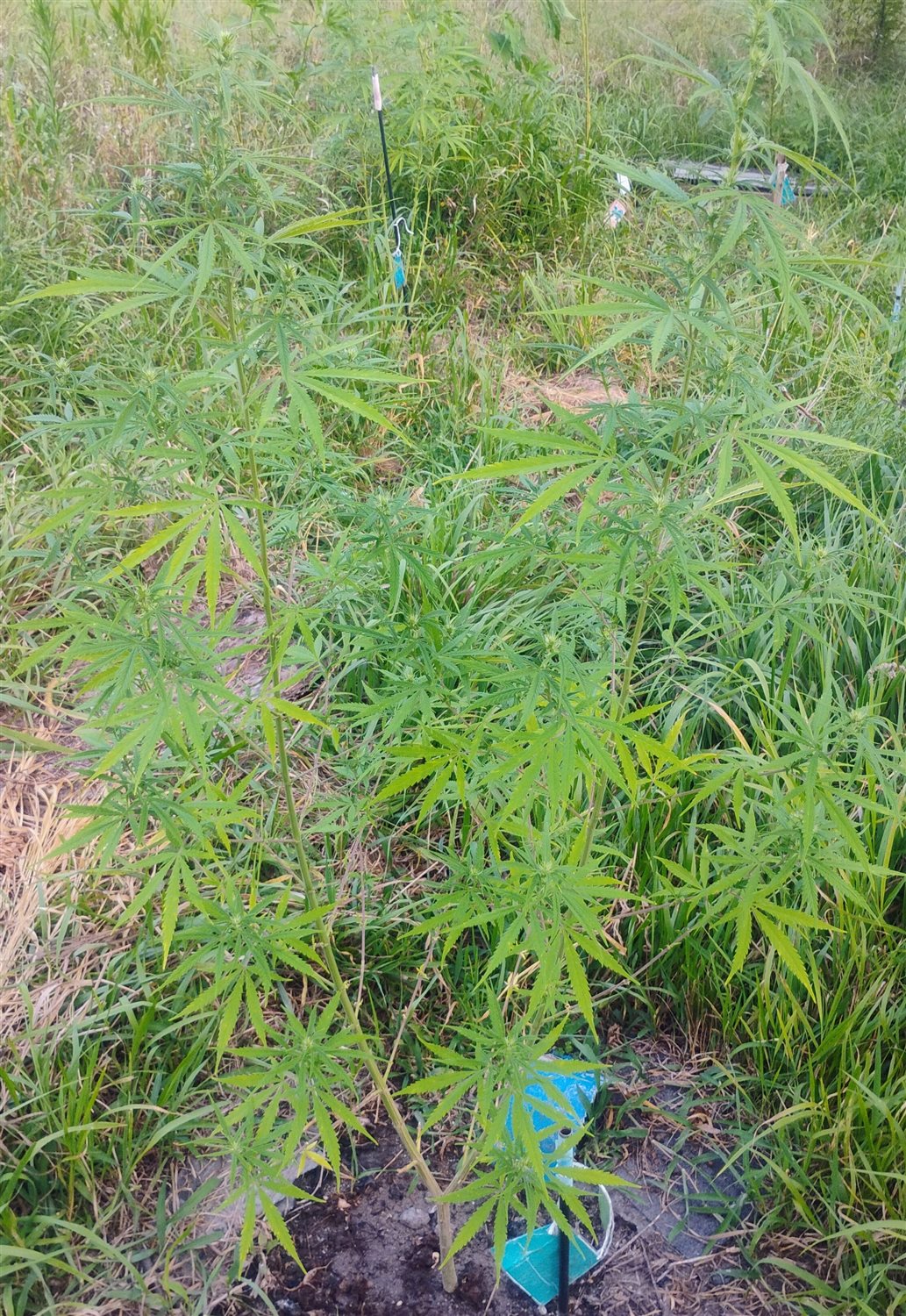 Featured Plant Image