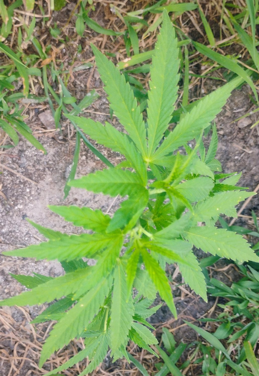 Featured Plant Image