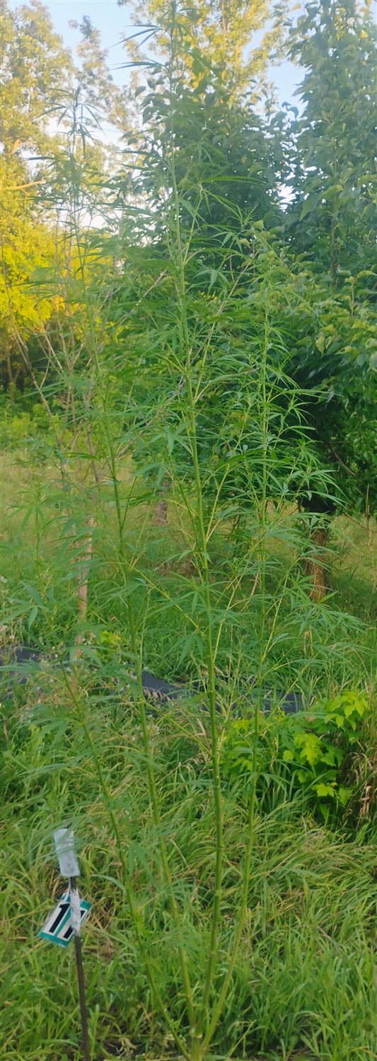 Featured Plant Image